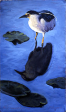 Black Crowned Night Heron #2