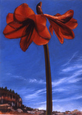Cliffside Amaryllis