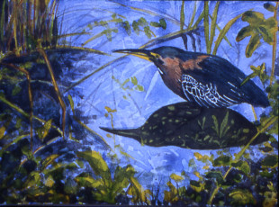 Green Heron, Study