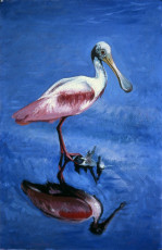 Roseata Spoonbill