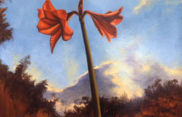 Sunrise Amaryllis