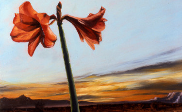 Sunset Amaryllis